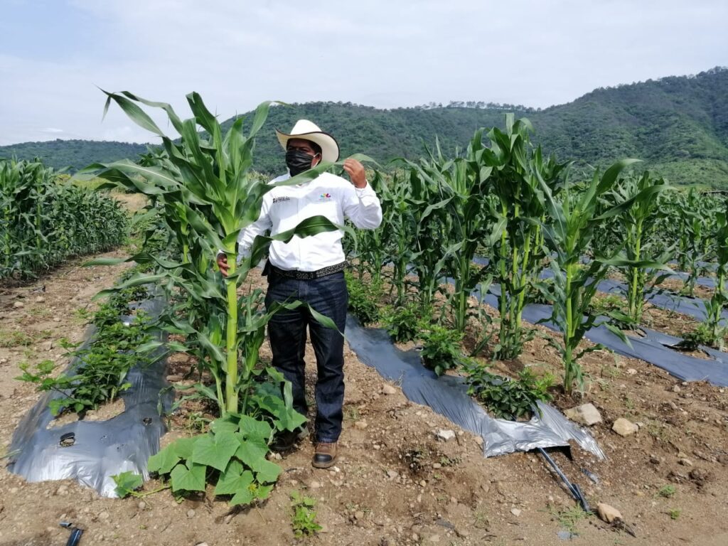 Agricultura Sustentable, Legado Para Michoacán Sin Costos Ambientales ...