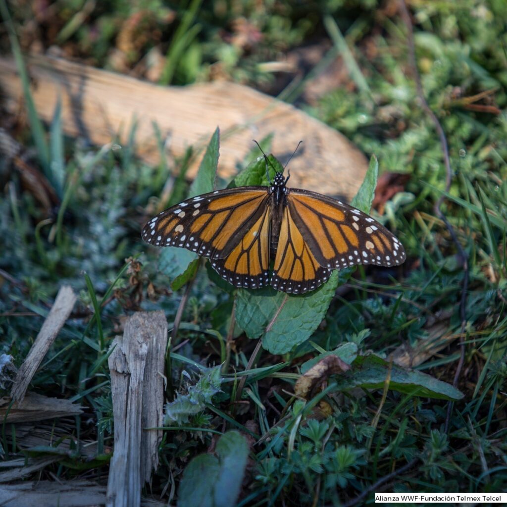 Aumenta 35 La Presencia De Mariposas Monarca En Los Bosques De