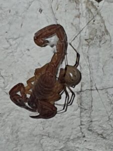 enfrentamiento entre araña y alacrán