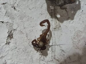 enfrentamiento entre araña y alacrán