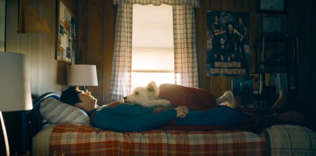 efecto Krypto adopción perros