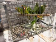 En Pátzcuaro, FGE rescata a 83 aves víctimas de maltrato y tráfico ilegal