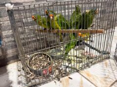 En Pátzcuaro, FGE rescata a 83 aves víctimas de maltrato y tráfico ilegal