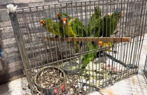 En Pátzcuaro, FGE rescata a 83 aves víctimas de maltrato y tráfico ilegal