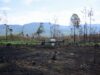 Drones reforestan las zonas más inaccesibles de Michoacán con programa Bio Renace