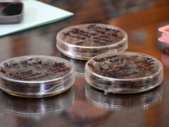 Así es la tecnología de las semillas que reforestan los bosques michoacanos