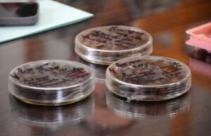 Así es la tecnología de las semillas que reforestan los bosques michoacanos