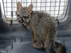 Zoológico de Morelia recibe a zorro gris rescatado por Profepa