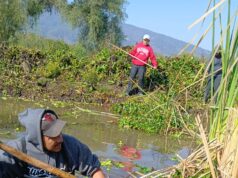 Con obras de conservación, Programa de Empleo Temporal blinda al lago de Pátzcuaro