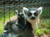 Zoológico de Morelia registra más de 500 nacimientos durante la actual administración