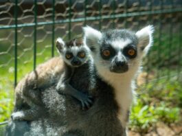Zoológico de Morelia registra más de 500 nacimientos durante la actual administración