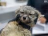 Zorro gris rescatado se prepara para regresar a la vida silvestre