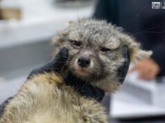 Zorro gris rescatado se prepara para regresar a la vida silvestre