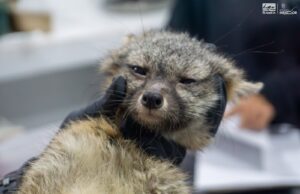 Zorro gris rescatado se prepara para regresar a la vida silvestre