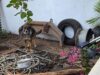FGE ejecuta cateo y rescata a canino víctima de maltrato en Zitácuaro