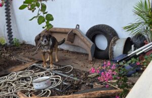 FGE ejecuta cateo y rescata a canino víctima de maltrato en Zitácuaro