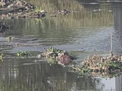 Buscan coordinar acciones para el saneamiento del río Lerma en La Piedad