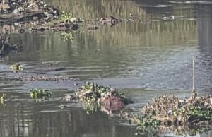 Buscan coordinar acciones para el saneamiento del río Lerma en La Piedad