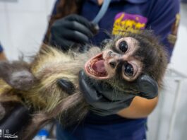 ZooMorelia brinda atención a mono araña rescatado por Profepa