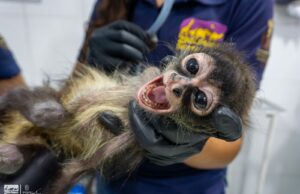 ZooMorelia brinda atención a mono araña rescatado por Profepa