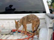 Asegura FGE ejemplar de coyote mexicano localizado en Numarán