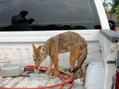 Asegura FGE ejemplar de coyote mexicano localizado en Numarán