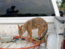 Asegura FGE ejemplar de coyote mexicano localizado en Numarán