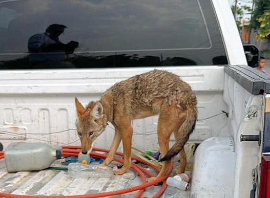 coyoteNumaran