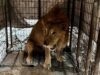Hallan un león dentro de una vivienda abandonada en Matamoros