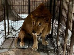 Hallan un león dentro de una vivienda abandonada en Matamoros