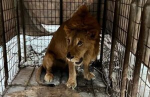 Hallan un león dentro de una vivienda abandonada en Matamoros