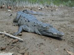 Cocodrilos generan alarma en Jalisco; reportan 11 ejemplares muertos en un mes