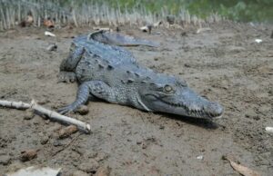 Cocodrilos generan alarma en Jalisco; reportan 11 ejemplares muertos en un mes