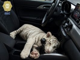Rescatan a cachorro de tigre de Bengala blanco en la Central de Abasto de Iztapalapa