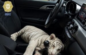 Rescatan a cachorro de tigre de Bengala blanco en la Central de Abasto de Iztapalapa