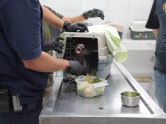 FGE vincula a proceso a un hombre por maltrato animal de un mono araña