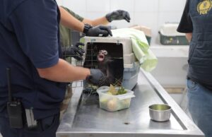 FGE vincula a proceso a un hombre por maltrato animal de un mono araña