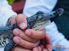 Recibe Zoológico de Morelia crías de cocodrilo de pantano y boa constrictora