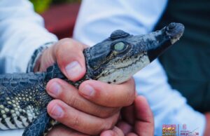 Recibe Zoológico de Morelia crías de cocodrilo de pantano y boa constrictora