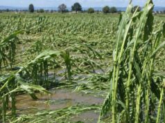 Tormenta devasta 10 mil hectáreas de cultivo en Pénjamo
