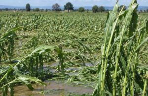 Tormenta devasta 10 mil hectáreas de cultivo en Pénjamo