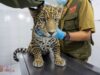 ZooMorelia ha recibido más de 450 animales rescatados en la presente administración