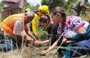 Sheinbaum arranca Jornada Nacional de Reforestación