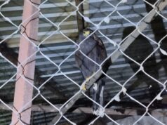 Asegura FGE una Aguililla de Harris durante cateo por investigación de maltrato animal en Uruapan