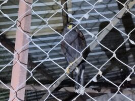 Asegura FGE una Aguililla de Harris durante cateo por investigación de maltrato animal en Uruapan