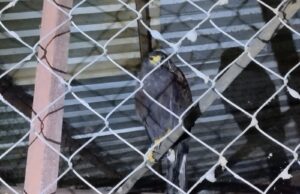 Asegura FGE una Aguililla de Harris durante cateo por investigación de maltrato animal en Uruapan