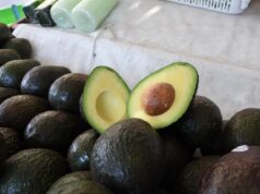 Michoacán cosechó un millón 460 mil toneladas de aguacate en la temporada 2025-2026