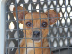 Asegura FGE a tres ejemplares caninos durante cateo por maltrato animal