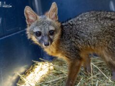 Zorro gris rescatado regresa a su hábitat tras ser rehabilitado por el ZooMorelia