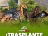 Se suman 28 árboles trasplantados a las acciones ambientales del Morebús